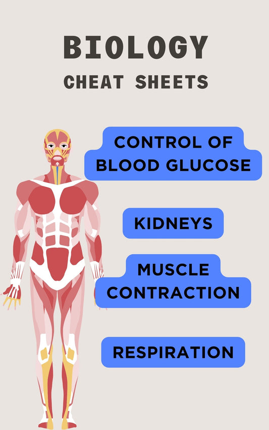 Alevel Biology Cheat Sheets: Muscle contraction, Kidneys, Respiration, Control of blood glucose