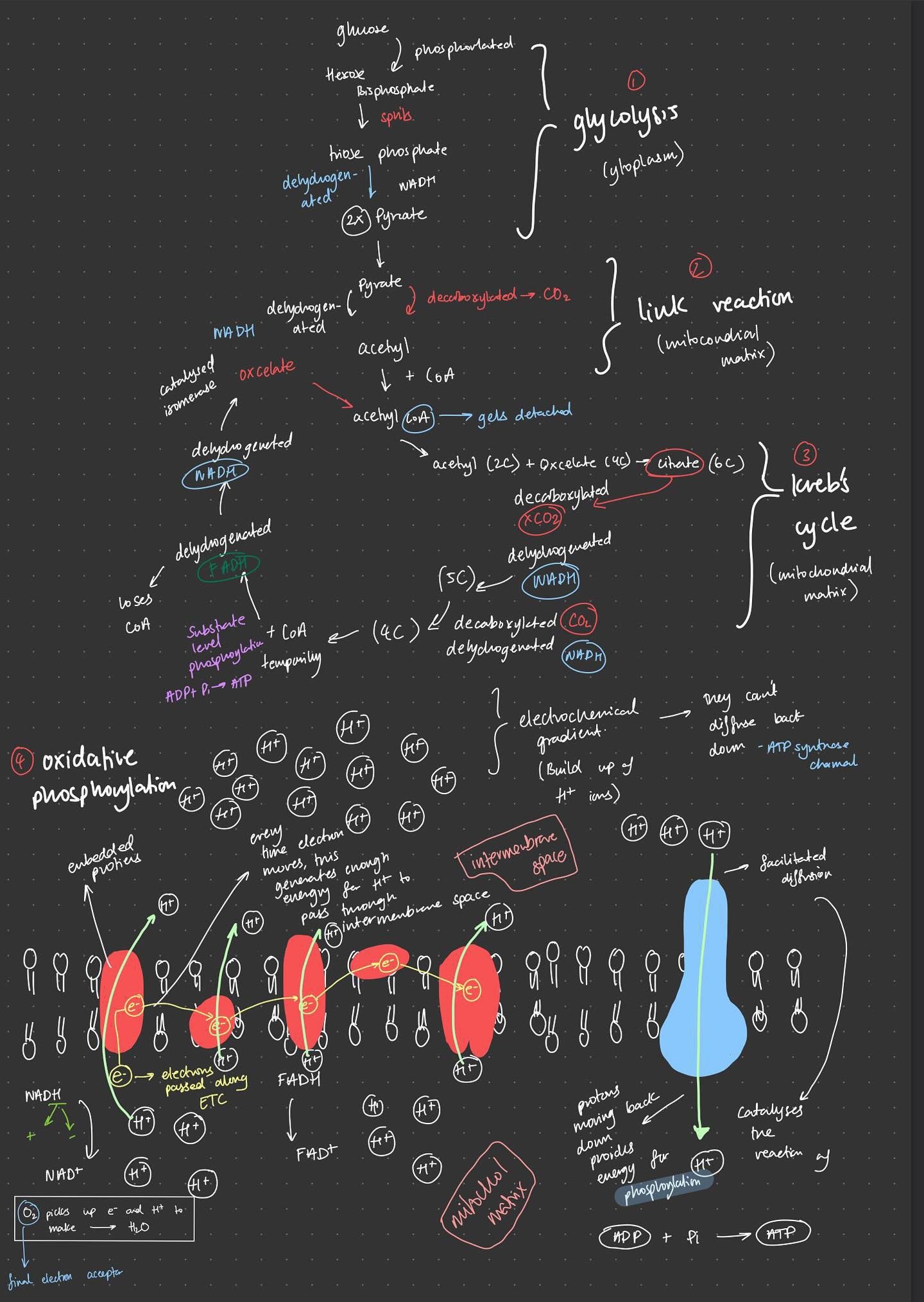 A-Level Biology A* notes and flashcards - OCR