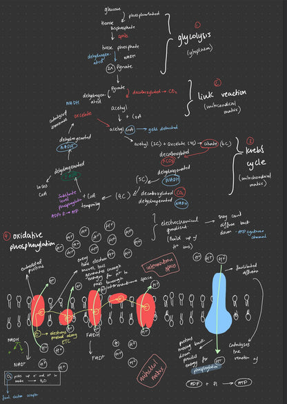 A-Level Biology A* notes and flashcards - OCR