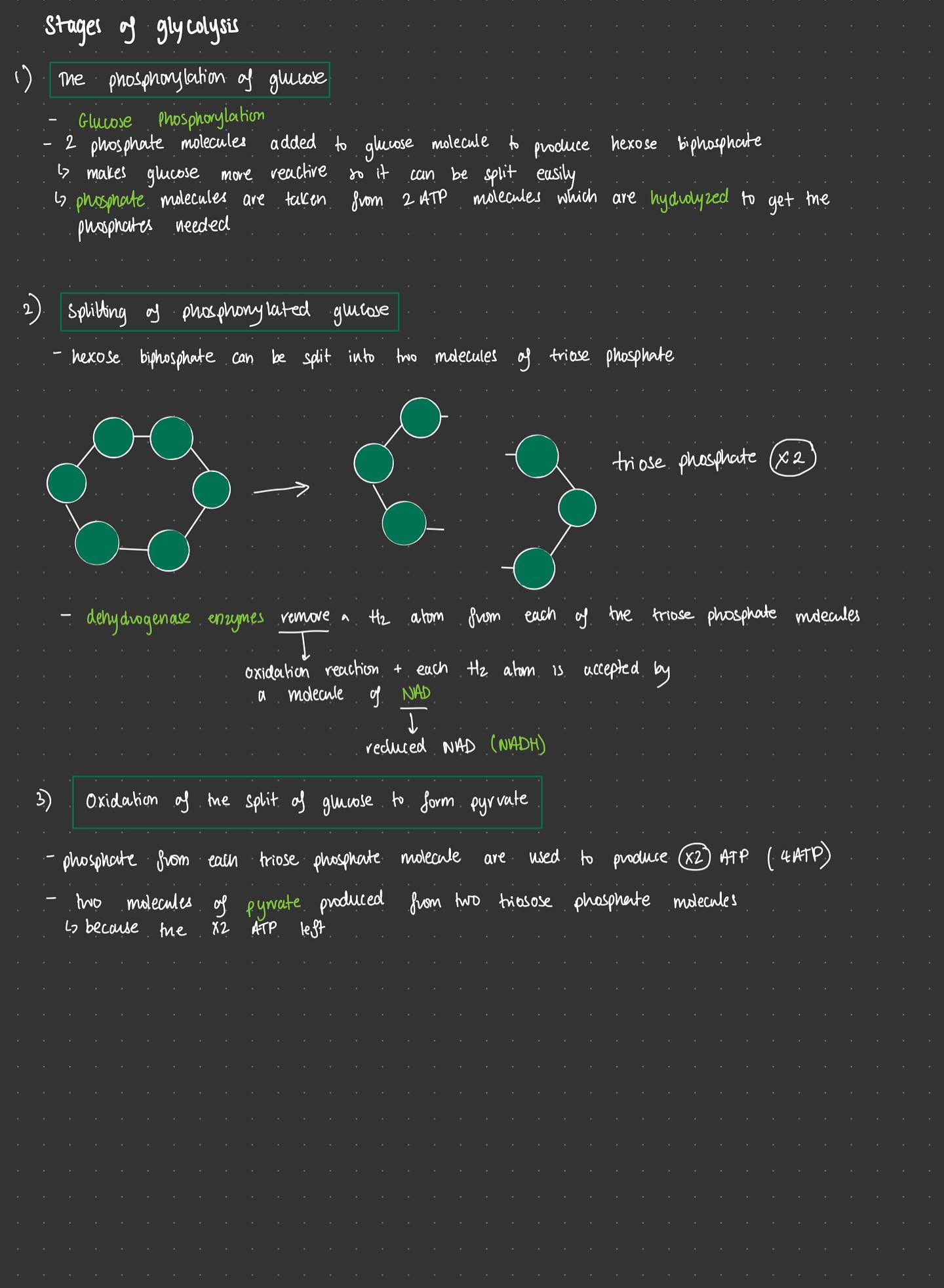 A-Level Biology A* notes and flashcards - OCR