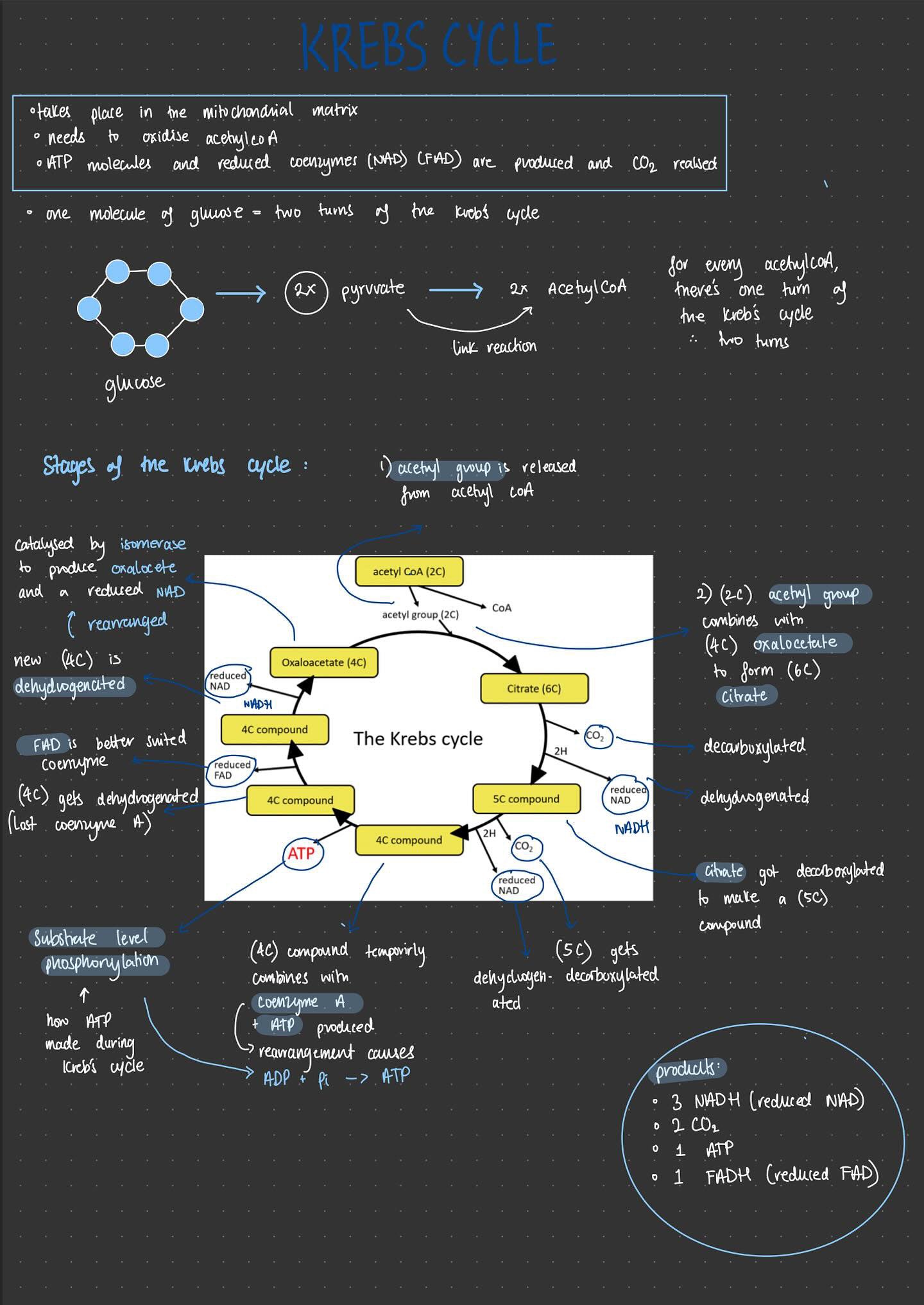 A-Level Biology A* notes and flashcards - OCR