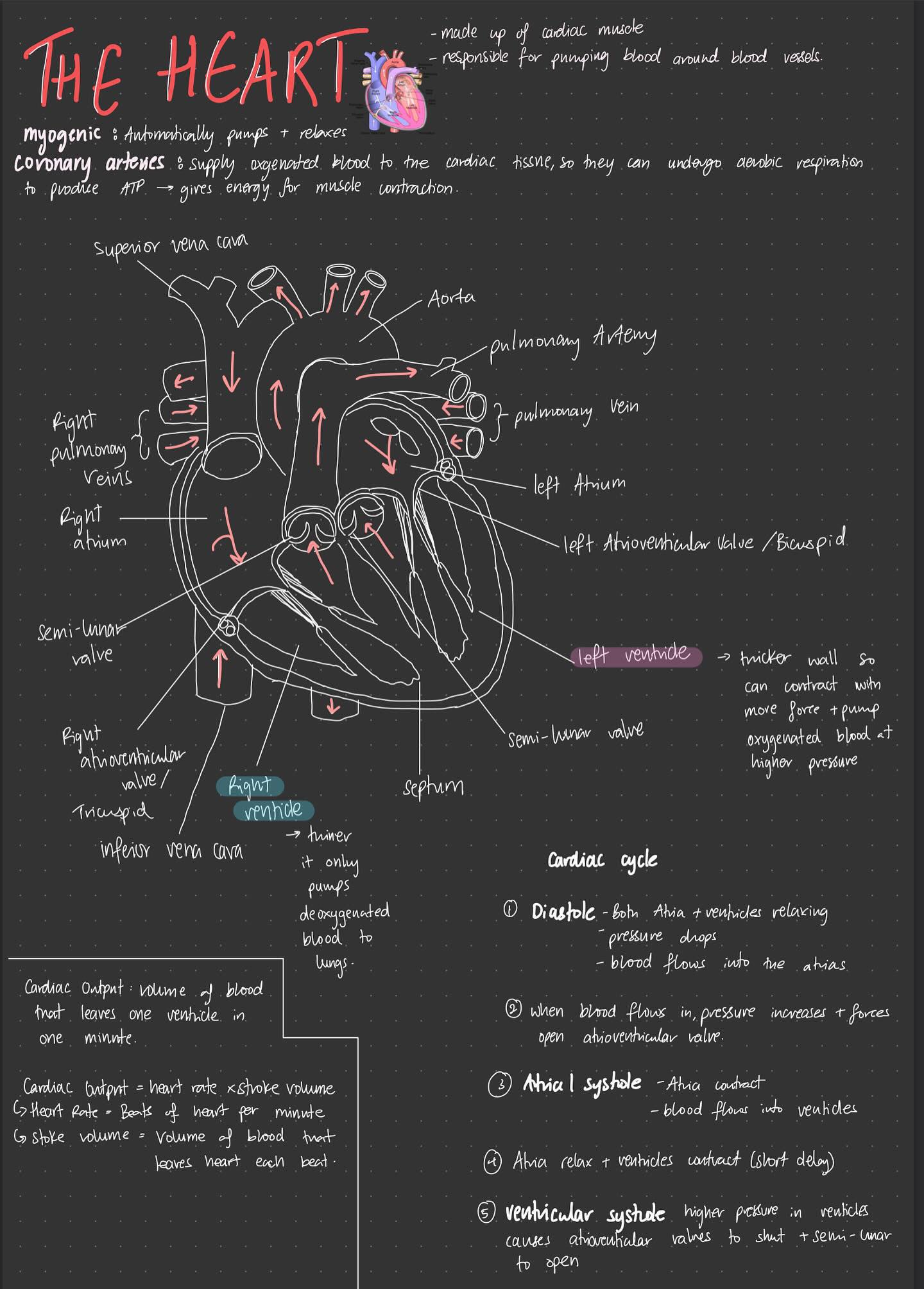 A-Level Biology A* notes and flashcards - OCR